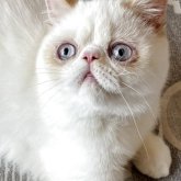 エキゾチックショートヘア