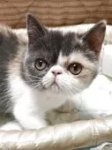 エキゾチックショートヘア【埼玉県・女の子・2025年4月23日・ダイリュートキャリコ】の写真2