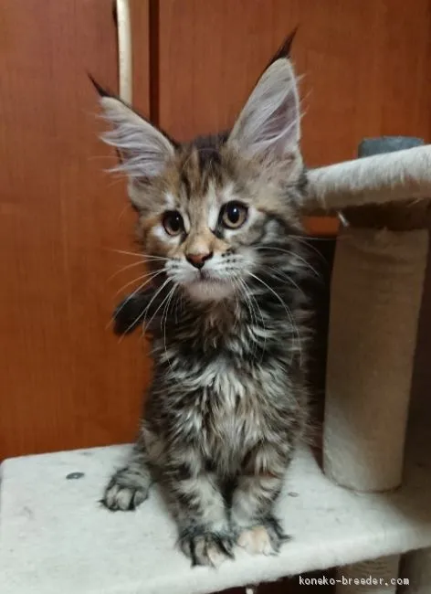 ID：2009-01475の子猫