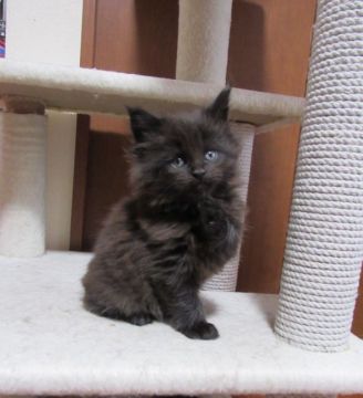 メインクーン【静岡県・女の子・2019年12月7日・ブラックソリッド】の写真「ブラックソリッドの女の子」