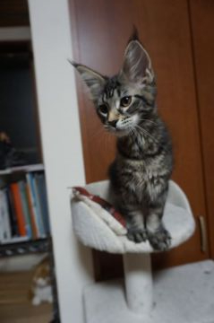 メインクーン【静岡県・女の子・2019年4月19日・ブラウンクラシックタビー】の写真「男前な女の子」