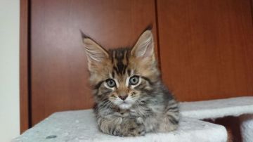 メインクーン【静岡県・男の子・2020年3月20日・ブラウンクラシックタビー】の写真「すみません🙇男の子でした💦」