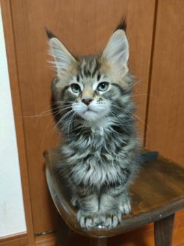 メインクーン【静岡県・男の子・2021年11月15日・ブラウンクラシックタビー】の写真「太いあんよで元気いっぱい😸」