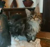 メインクーン【静岡県・女の子・2022年12月15日・シルバークラシックタビー&ホワイト】の写真3「胸のホワイトがとてもキレイです」