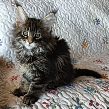 メインクーン【静岡県・女の子・2024年12月15日・ブラウンクラシックタビー】の写真「キリッとカッコいい女子です」