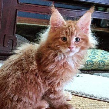 メインクーン【静岡県・男の子・2024年12月15日・レッドクラシックタビー】の写真「遊ぶの大好きな男の子」