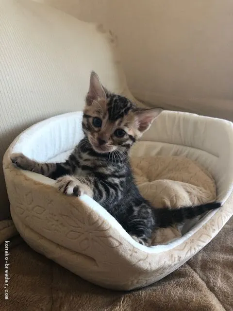 ID:2005-00679の子猫
