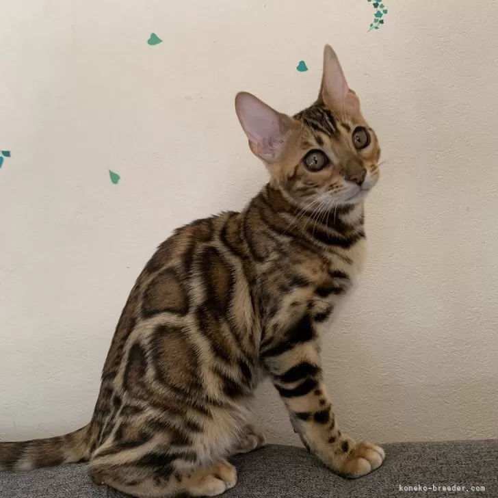 ID：2407-02747の子猫