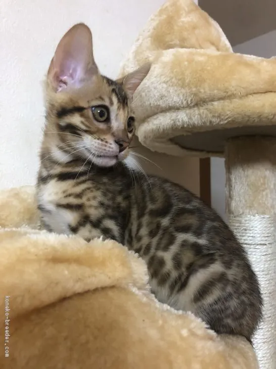 ID：2011-00534の子猫