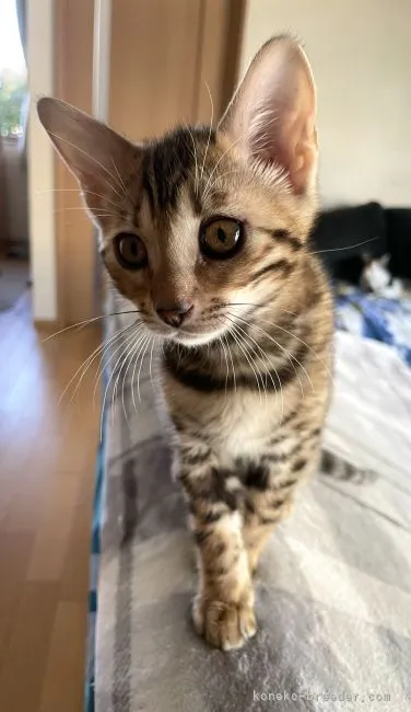 ID：2204-01570の子猫