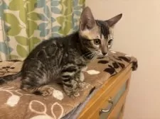 ベンガル【宮城県・女の子・2025年7月29日・ブラウンスポテッドタビー(ロゼット)】の写真11