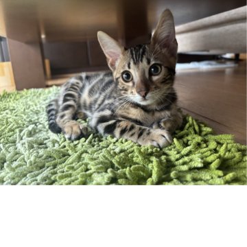 ベンガル【宮城県・男の子・2025年6月20日・ブラウンスポテッドタビー(ロゼット)】の写真「元気いっぱいにお話し男子」