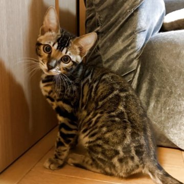 ベンガル【宮城県・女の子・2025年7月29日・ブラウンスポテッドタビー(ロゼット)】の写真「お嬢様です」