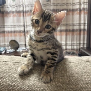ベンガル【宮城県・女の子・2025年7月29日・ブラウンスポテッドタビー(ロゼット)】の写真「やんちゃガール」