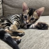ベンガル