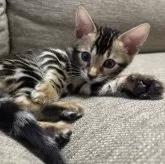 ベンガル