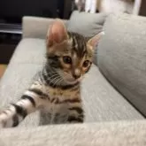 ベンガル