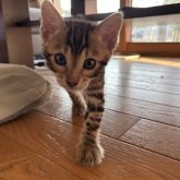 ベンガル