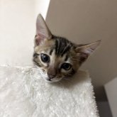 ベンガル