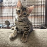 ベンガル