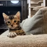 ベンガル