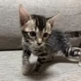 ベンガル【宮城県・女の子・2025年7月29日・ブラウンスポテッドタビー(ロゼット)】の写真7