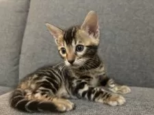 ベンガル【宮城県・女の子・2025年7月29日・ブラウンスポテッドタビー(ロゼット)】の写真3