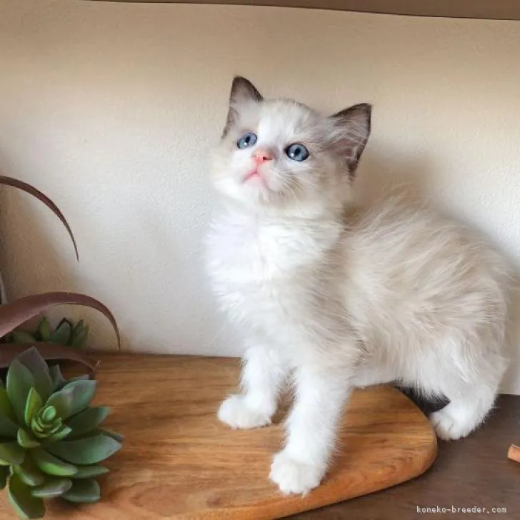 ID:2303-00536の子猫