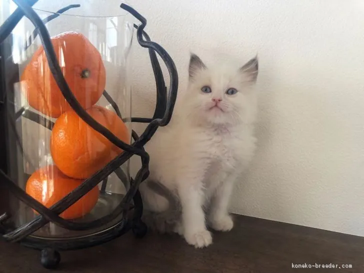 ID:2102-00582の子猫