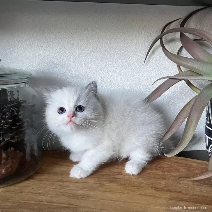 ID：2401-01814の子猫