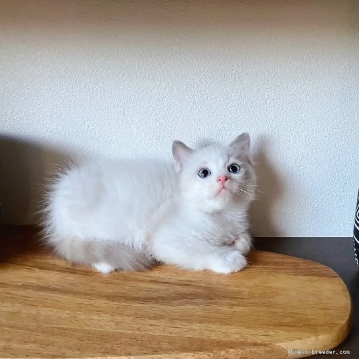 ID：2308-00375の子猫