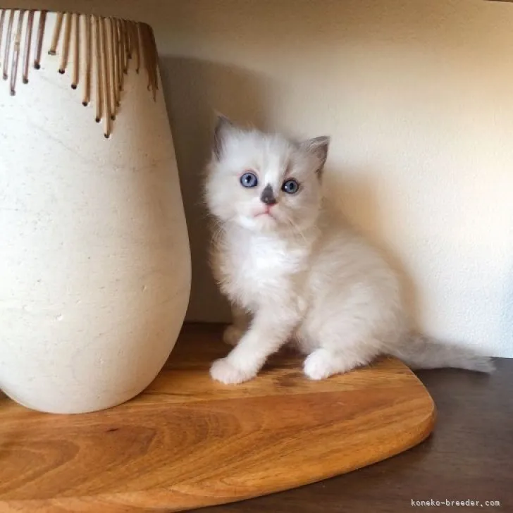 ID:2304-02869の子猫