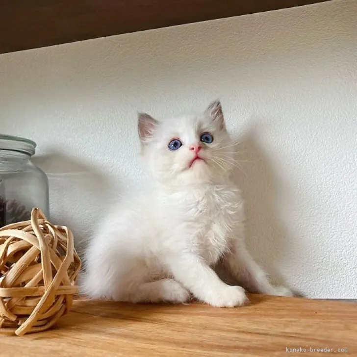 ID:2307-02211の子猫