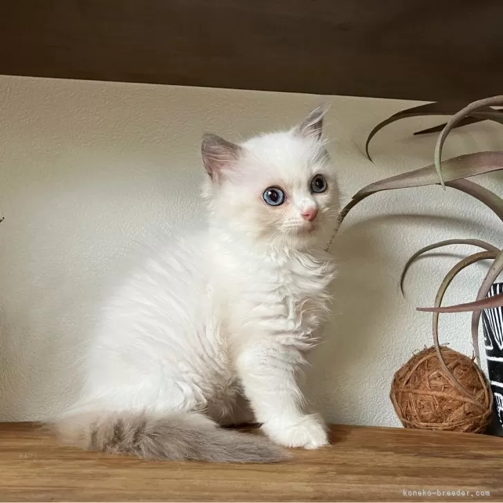 ID:2409-01393の子猫