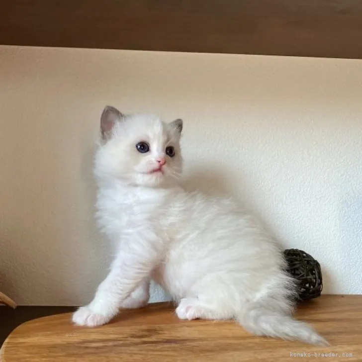 K.T 様のお迎えした子猫