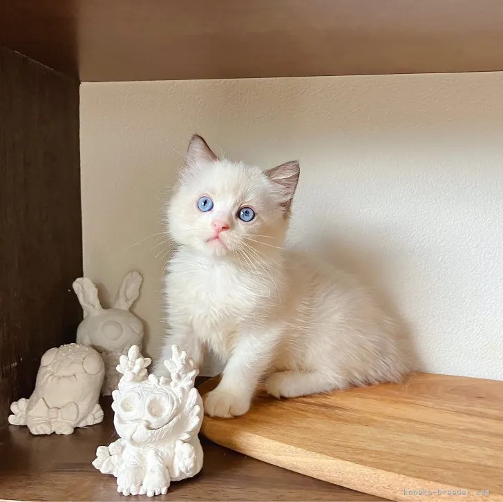 ID：2307-03353の子猫