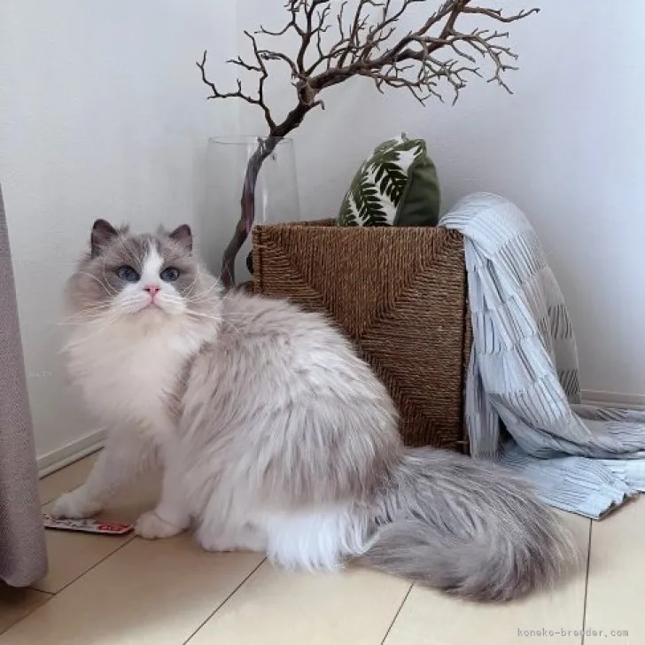 ID:2311-02038の子猫