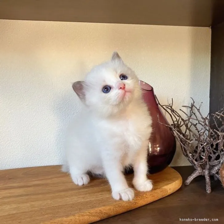 ID：2310-02580の子猫