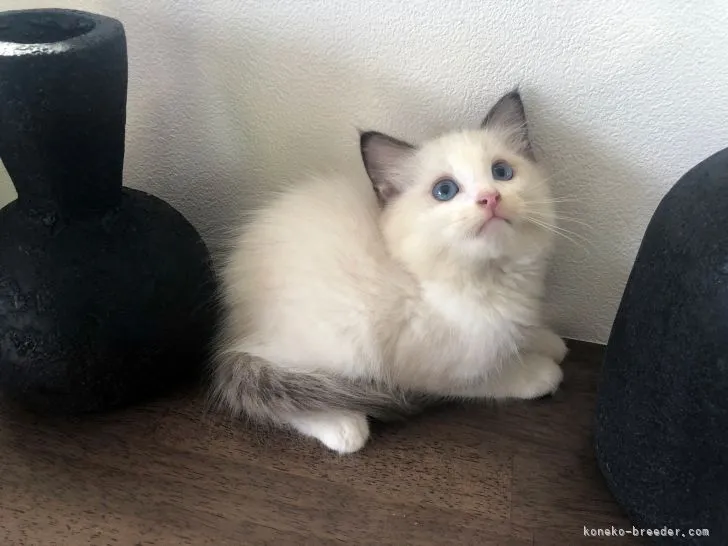 ID：2108-01514の子猫