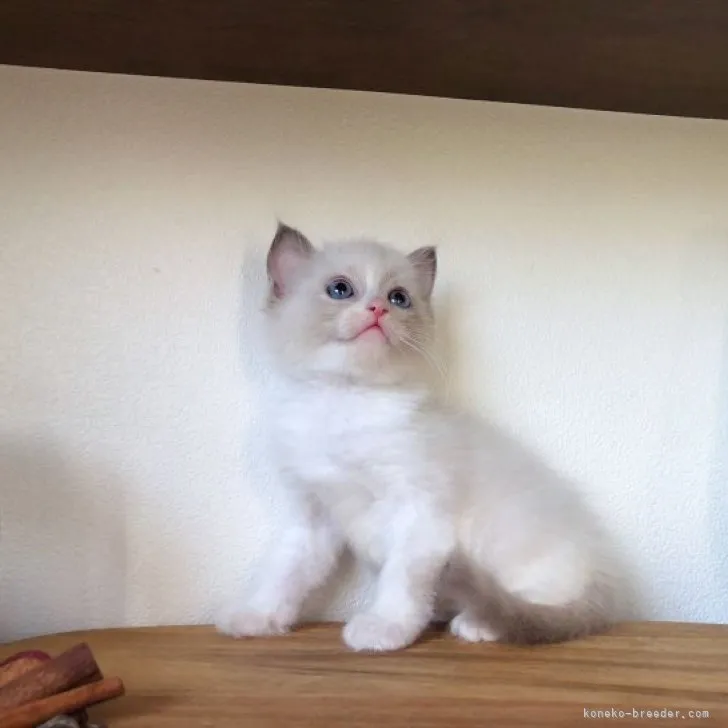 ID：2305-02171の子猫