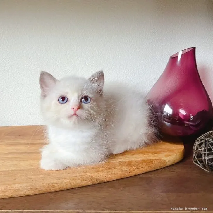 ID：2308-01635の子猫