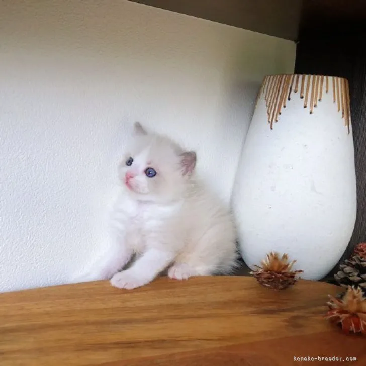 ID:2305-02611の子猫