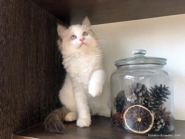 ID：2202-00124の子猫
