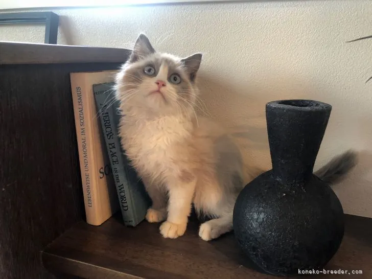 ID：2111-00333の子猫