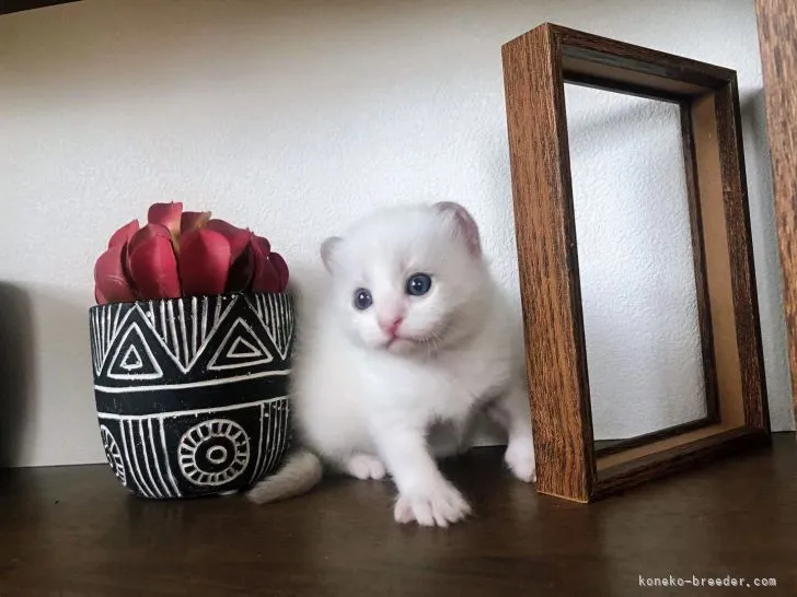 ID：2204-01270の子猫