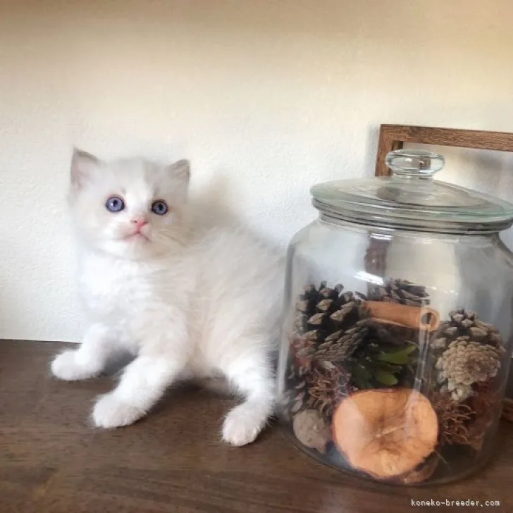 ID：2304-03022の子猫