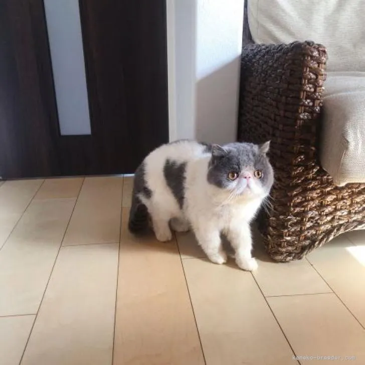 ID:2301-01426の子猫