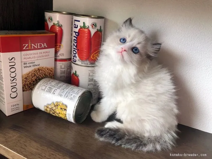 ID:2205-01613の子猫