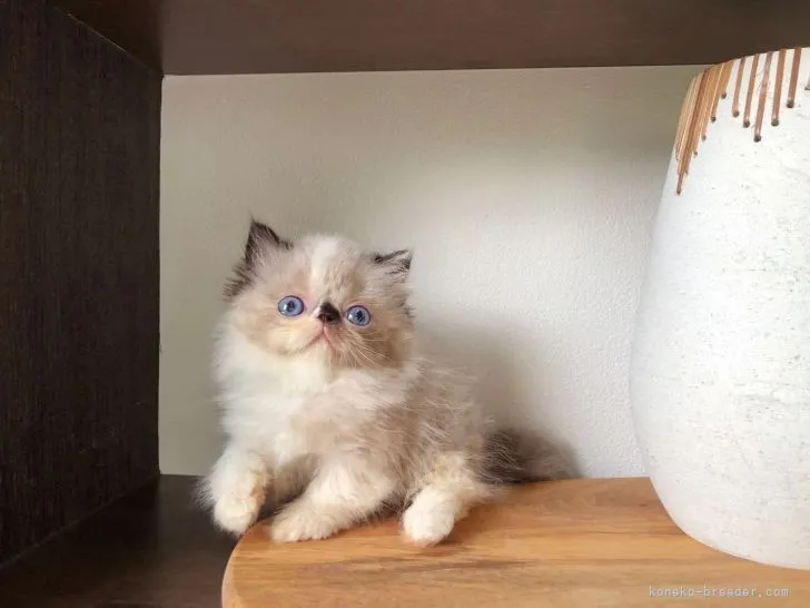 ID：2206-00528の子猫
