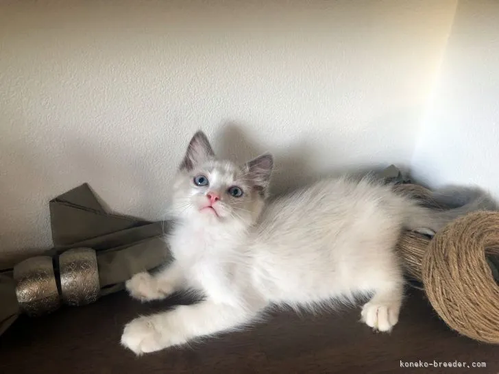 ID：2107-02325の子猫